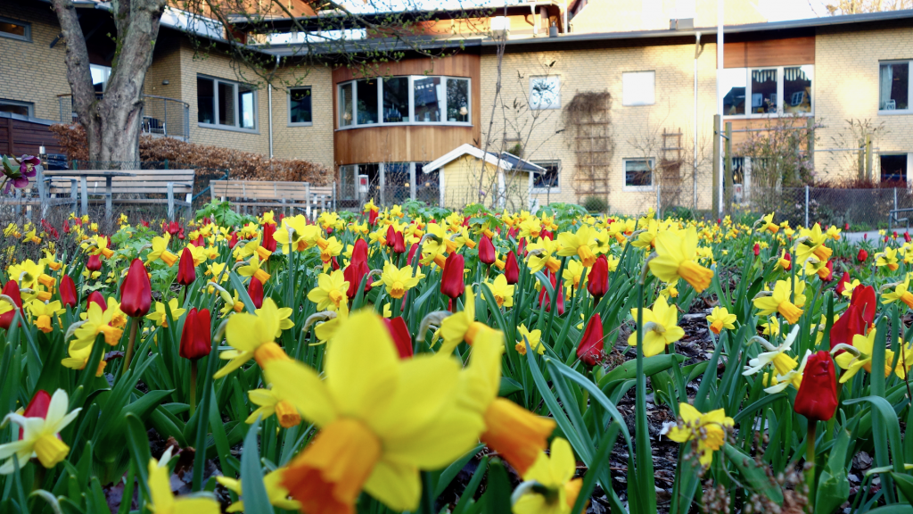 Utanför huset blommar vårblommorna i stor mängd. Julros, Påskliljor och Tulpaner